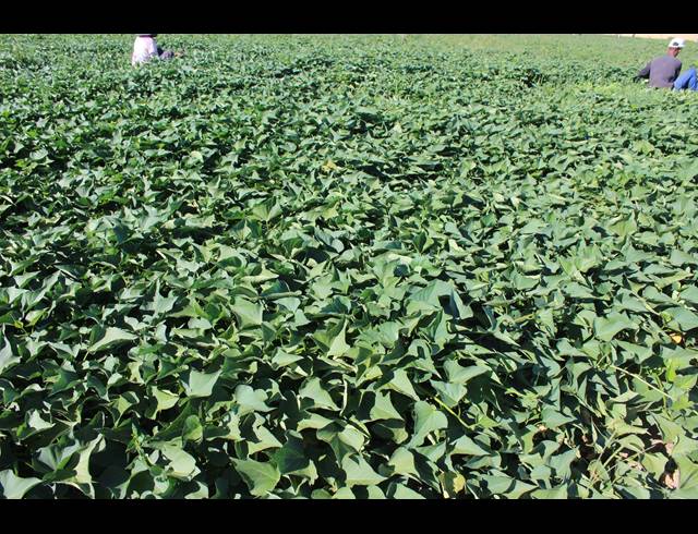 16.70HA FARM FOR SALE IN PAARL RURAL